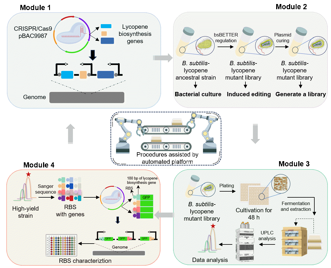 天津工业生物技术研究所在枯草芽孢杆菌染色体原位多基因表达调控技术方面取得新进展