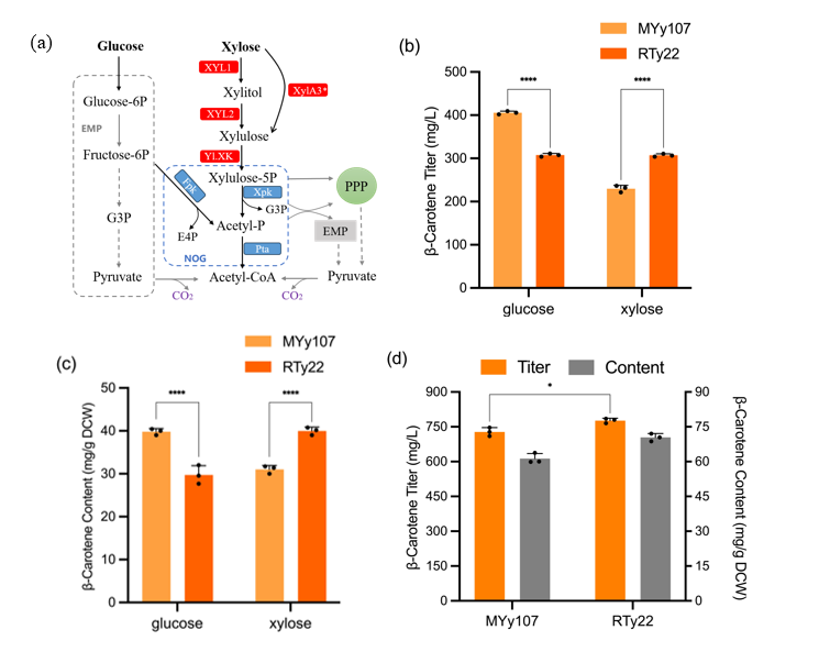天津工生所通过木糖–乙酸共利用显著提升β-胡萝卜素生物合成效率