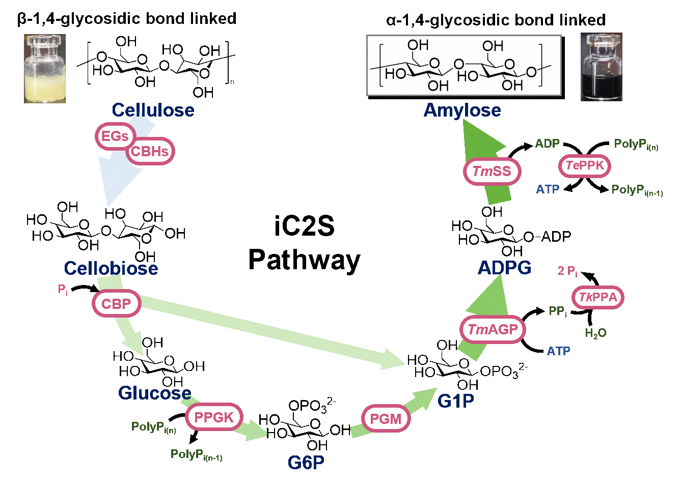 天津工生所在纤维素全碳素利用合成淀粉方面取得新突破