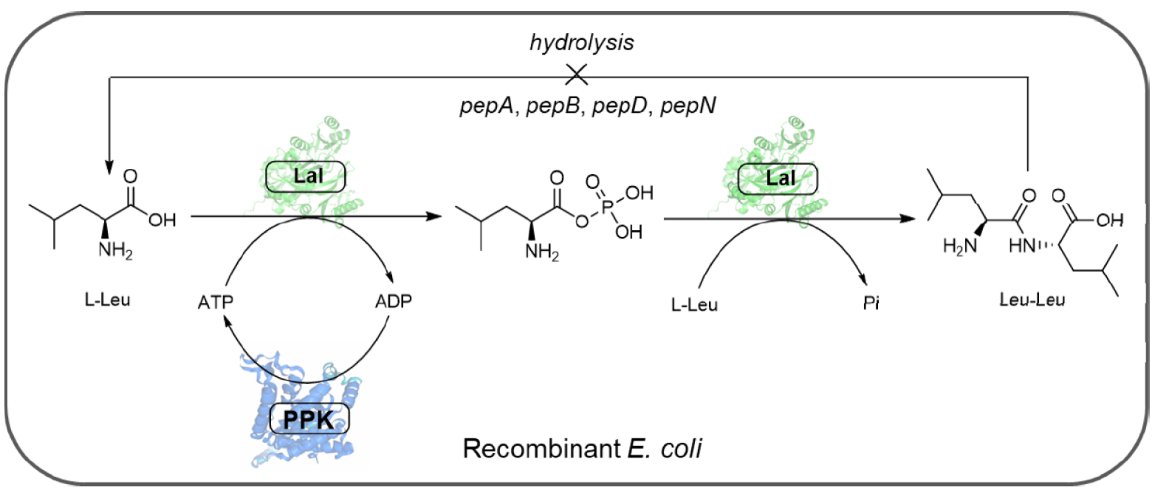 天津工生所在亮氨酸-亮氨酸二肽高效生物合成方面取得新进展