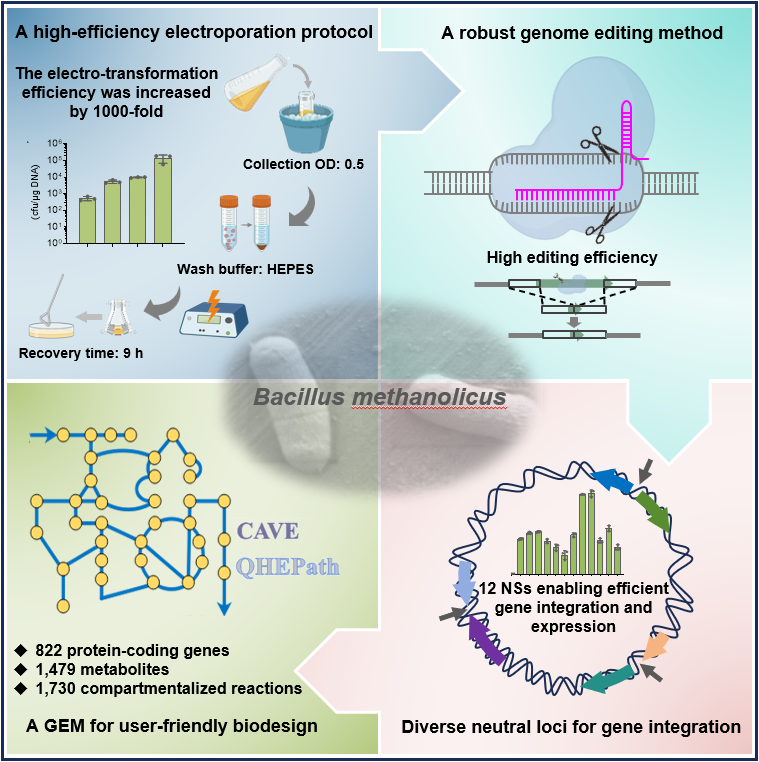 天津工生所突破一碳生物制造新底盘甲醇芽孢杆菌的使能技术