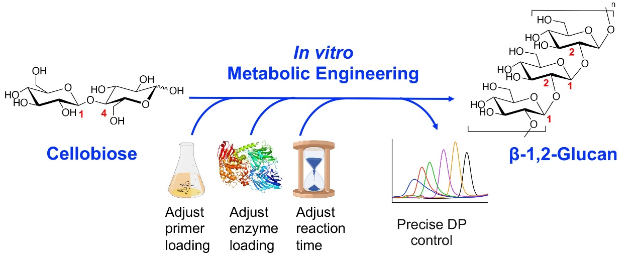 天津工生所在体外代谢工程实现β-1,2-葡聚糖精准合成领域取得新进展