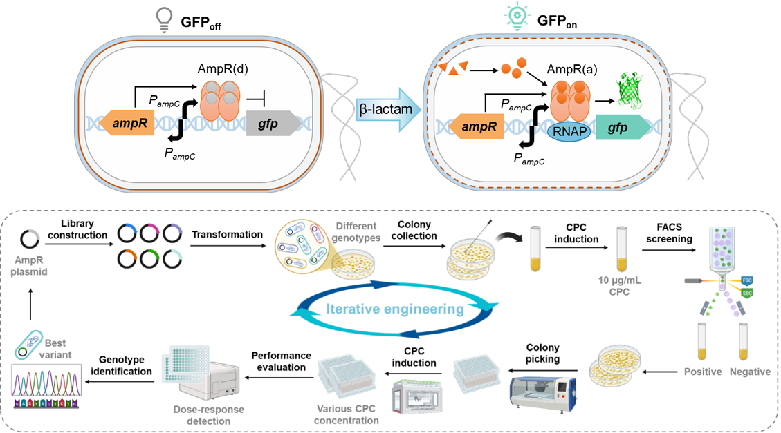 天津工生所在β-内酰胺类化合物生物传感器开发和高通量筛选方面取得新进展