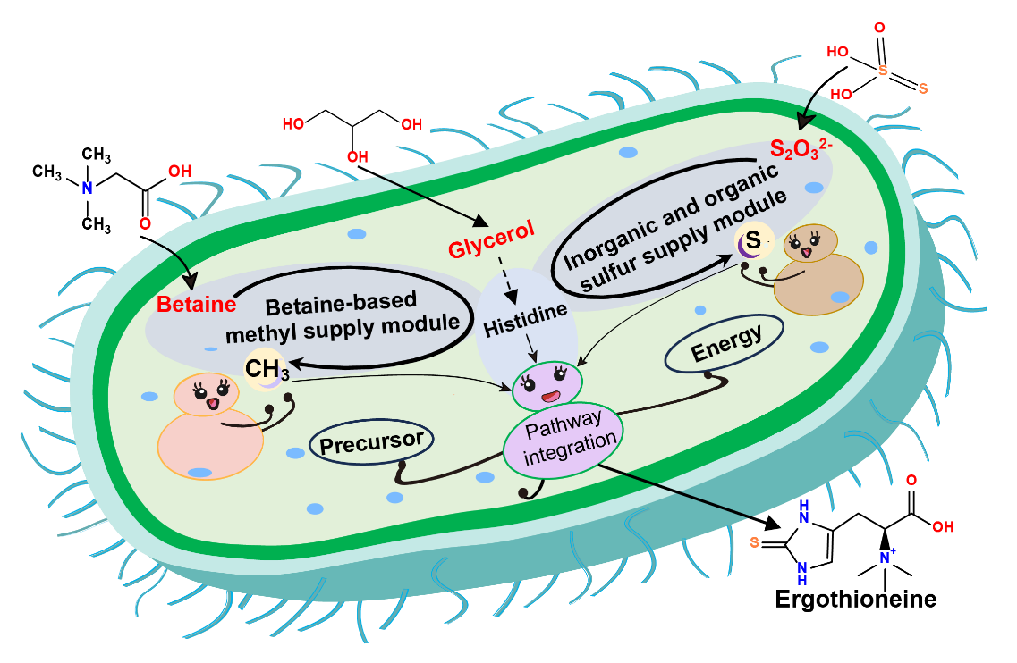 天津工业生物技术研究所在麦角硫因高效生物制造研究方面取得新突破