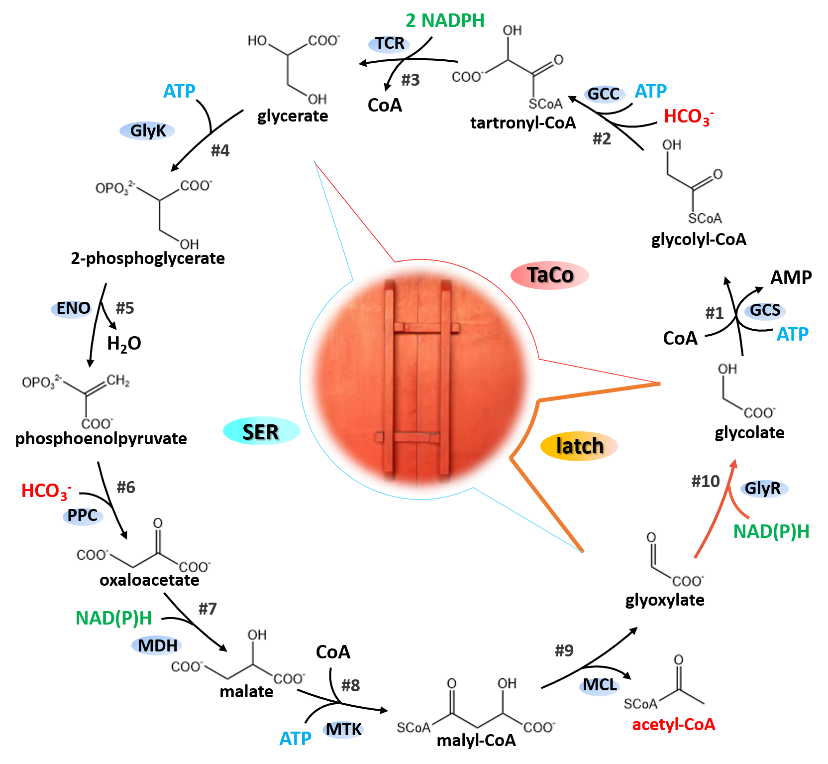 天津工生所提出新型人工二氧化碳同化途径