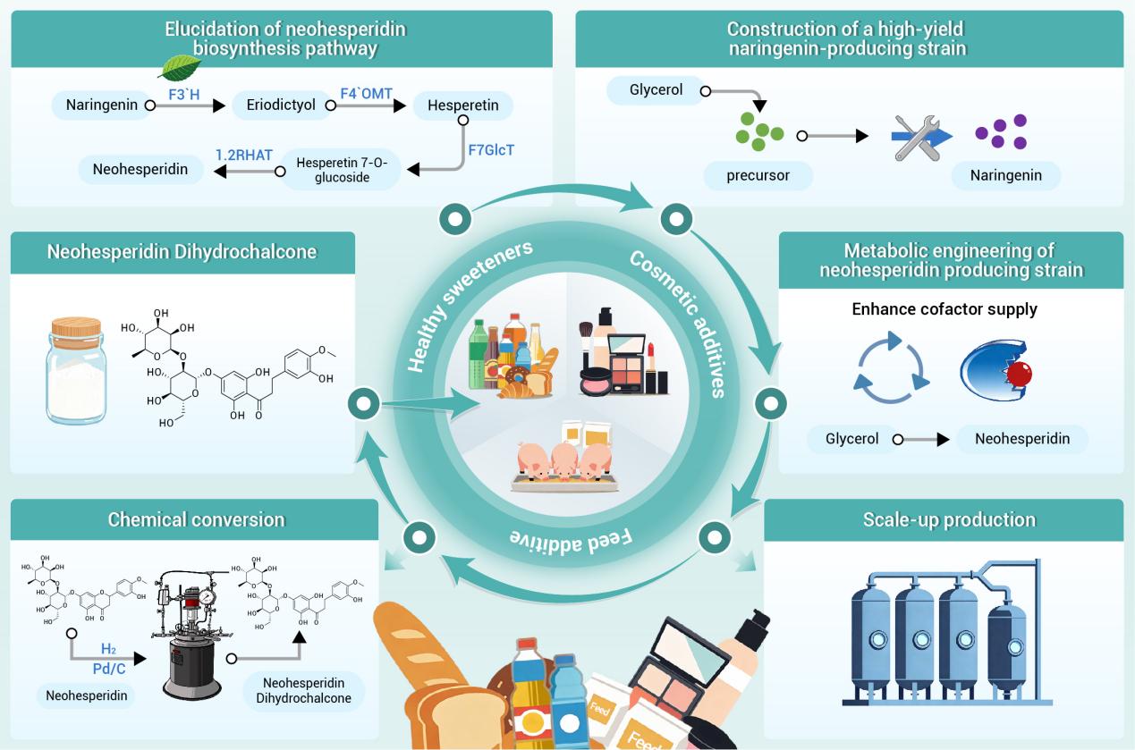 天津工生所在天然黄酮类甜味剂生物合成研究方面取得新进展