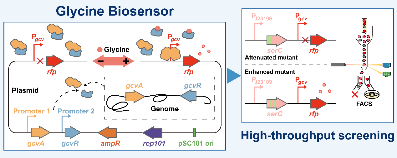 天津工生所开发新型甘氨酸生物传感器
